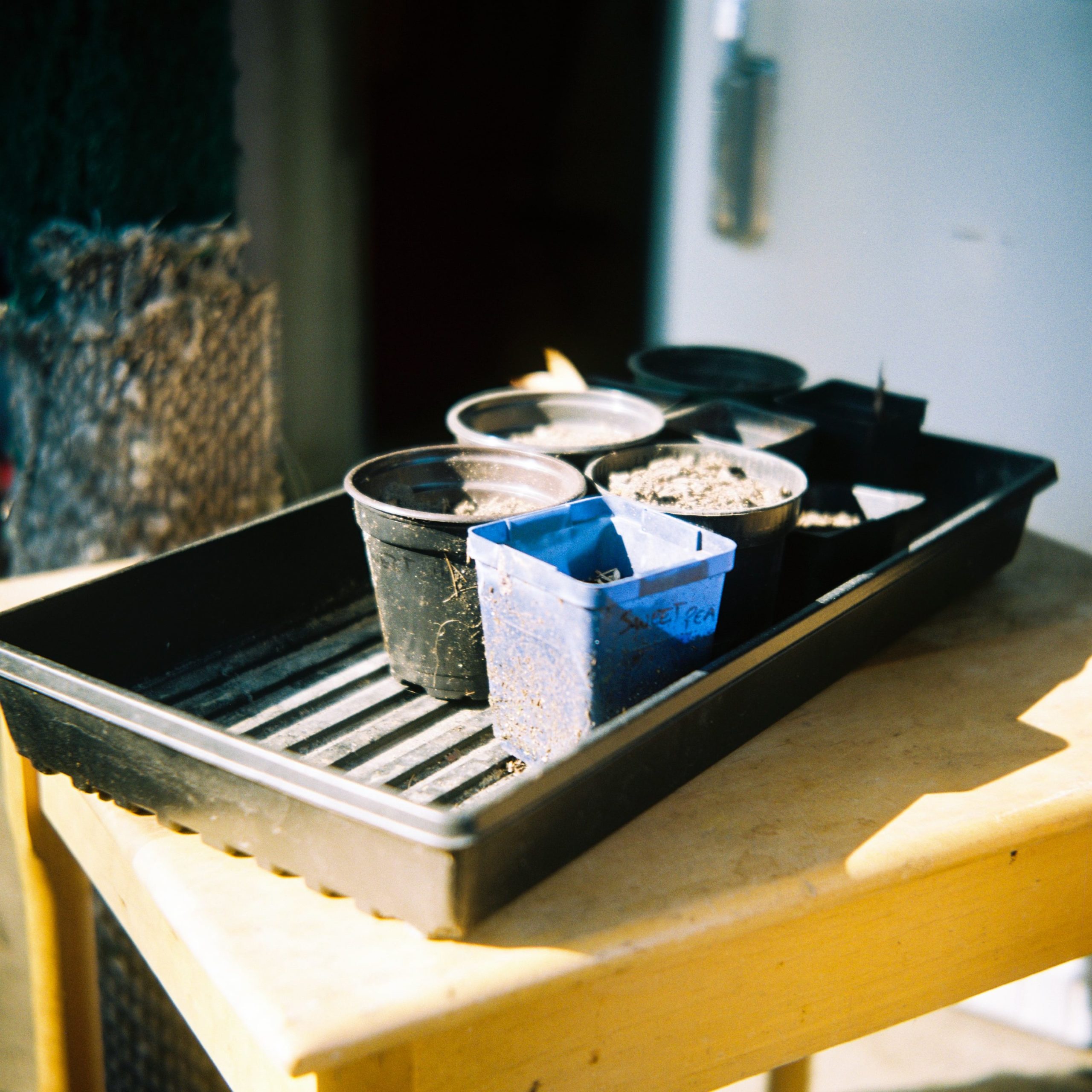 Seed starting pots in a small space