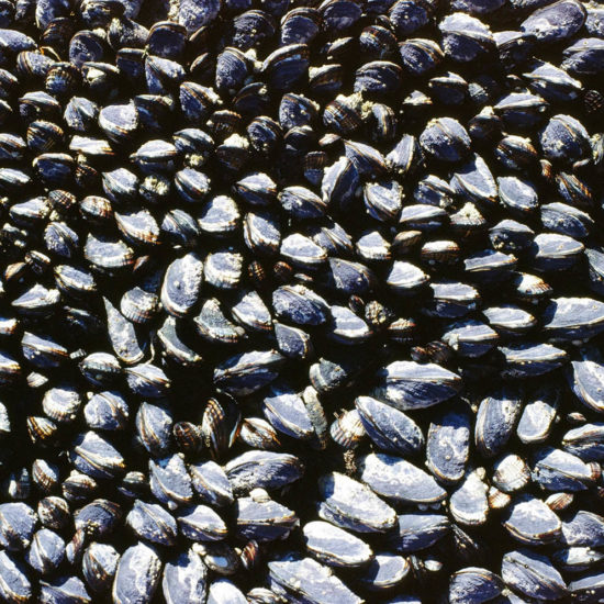 March Print - Mussels, Vancouver Island