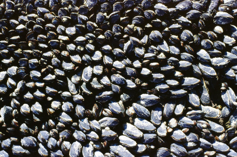 March Print - Mussels, Vancouver Island